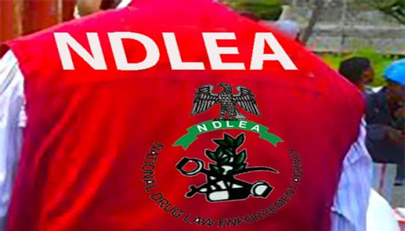 NDLEA's Two-Week Abuja Raids Land 132 Suspects in Custody